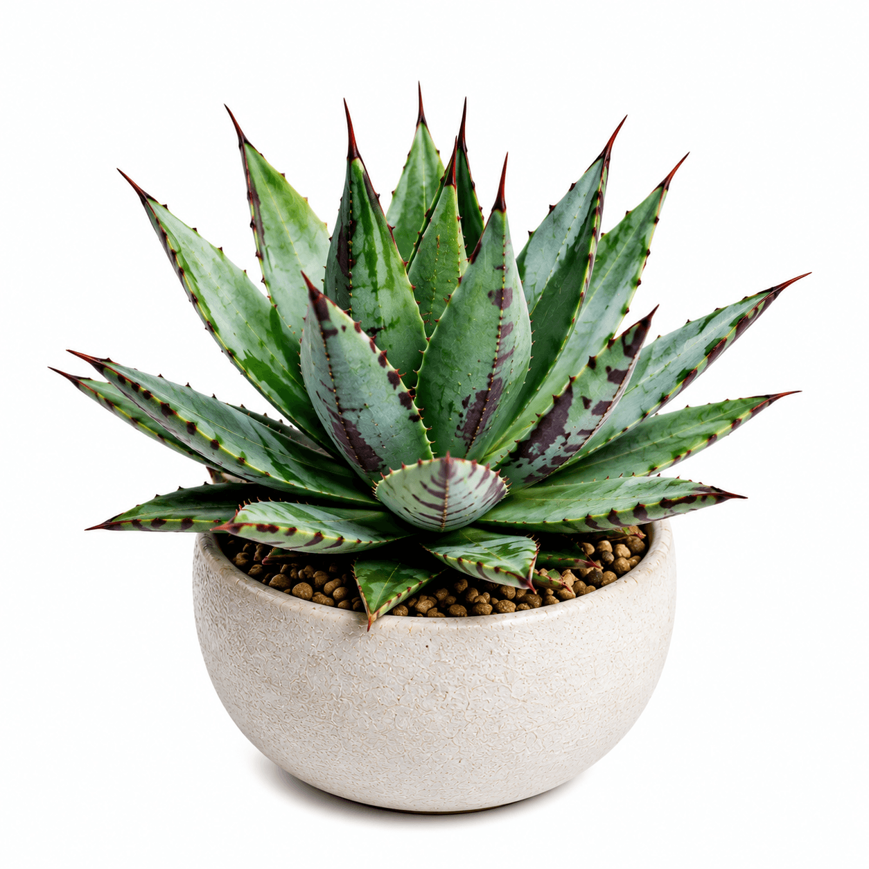 Mangave Plants