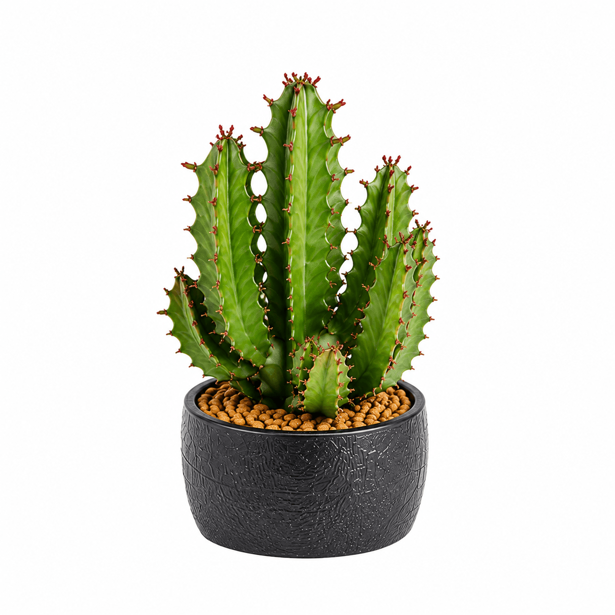 Euphorbia Plants