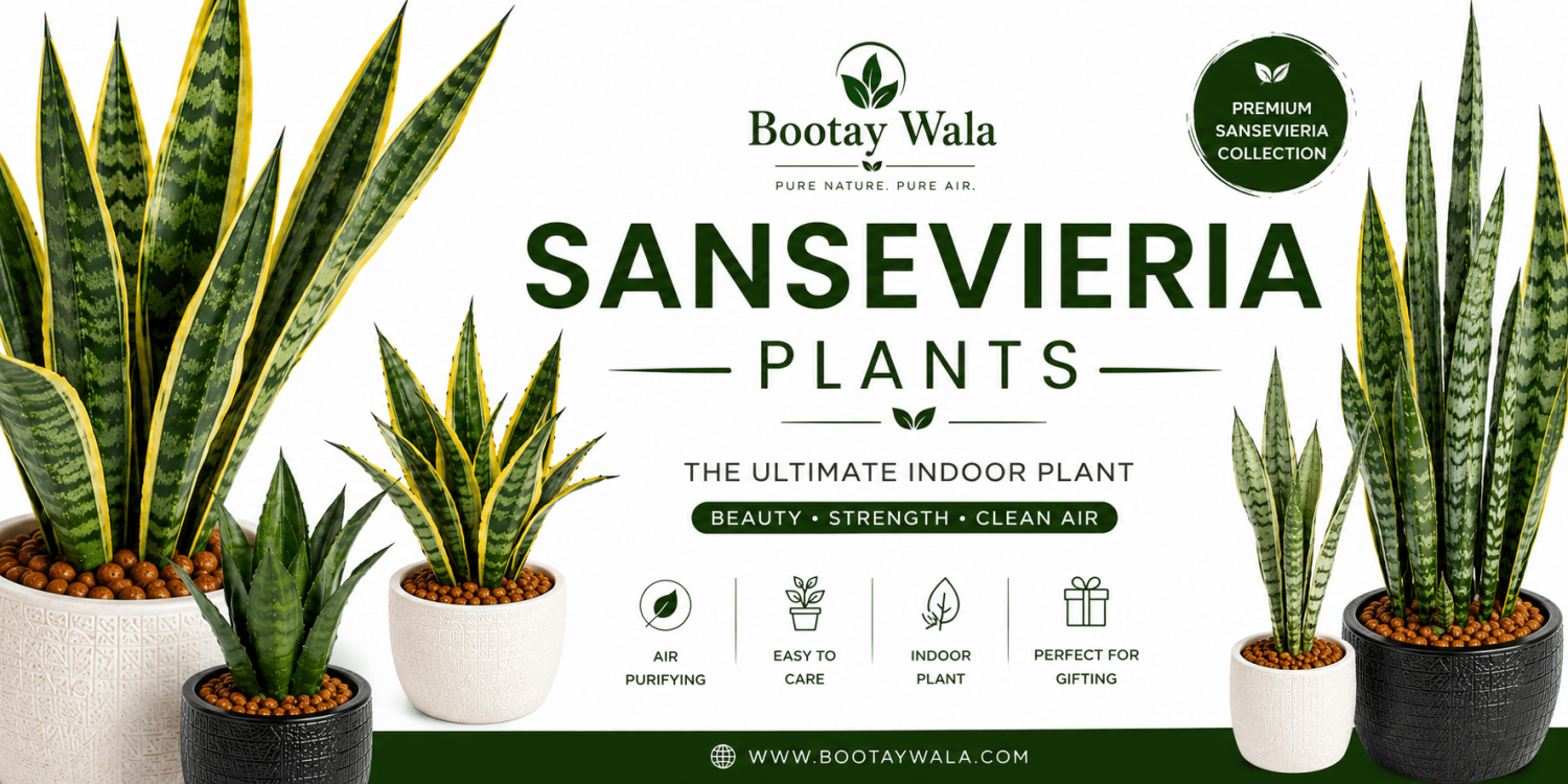 Sansevieria Plants: Complete Care Guide, Benefits & Popular Varieties in Pakistan