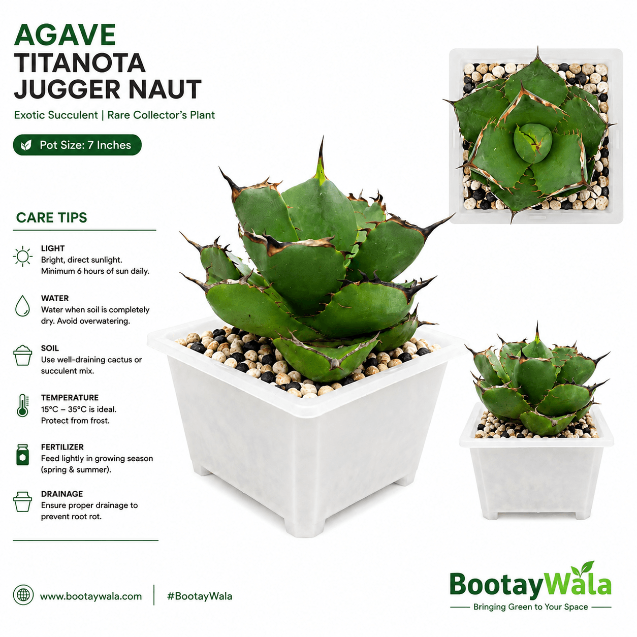 Agave Titanota Jugger Naut
