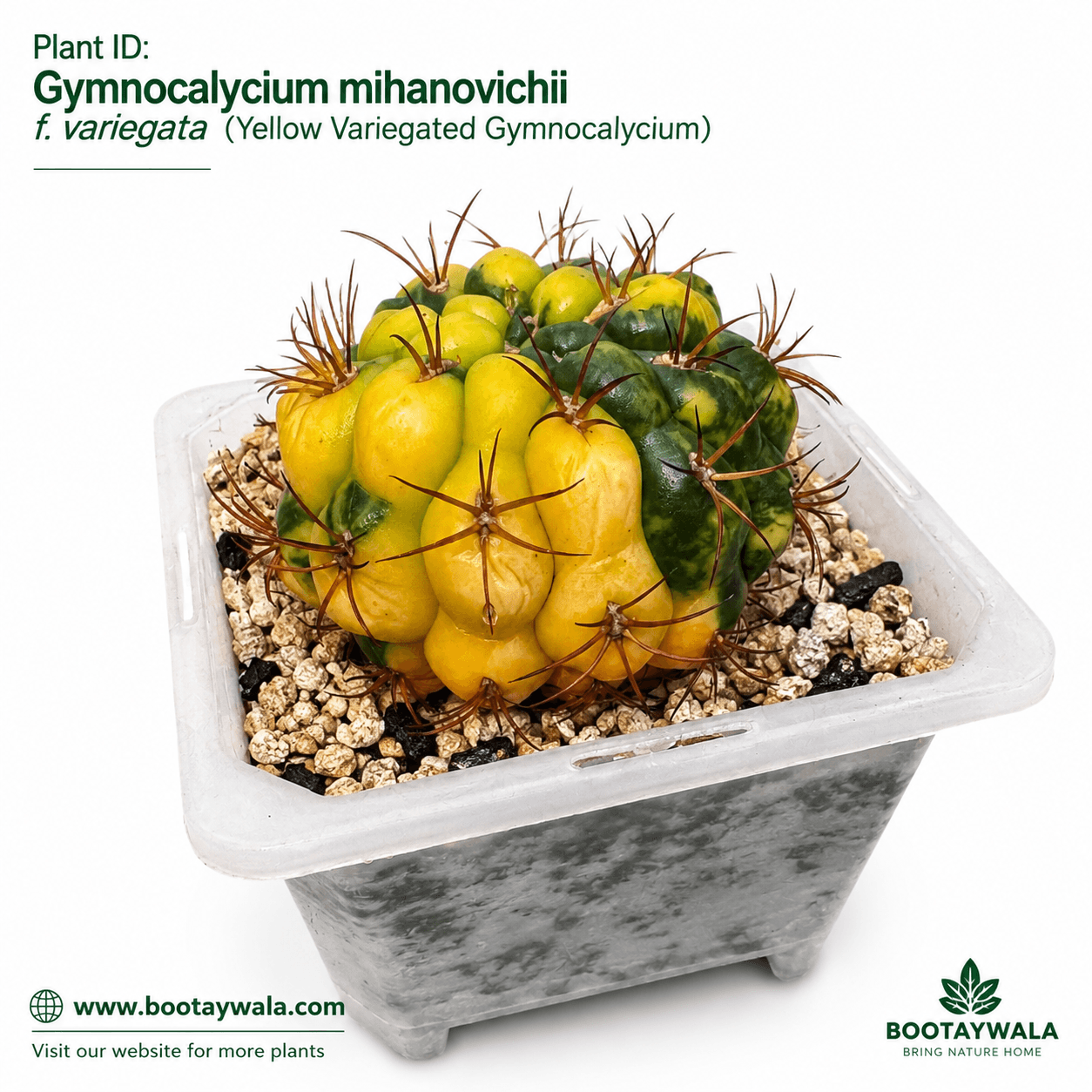 Gymnocalycium Mihanovichii Verigated