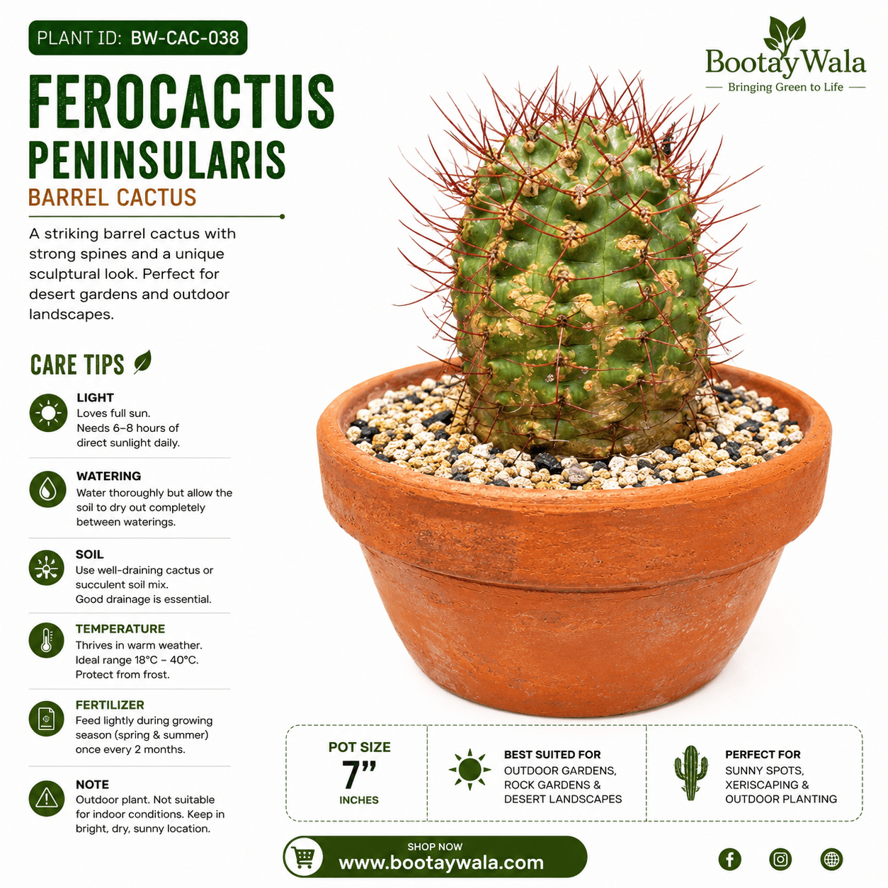 Fero Cactus