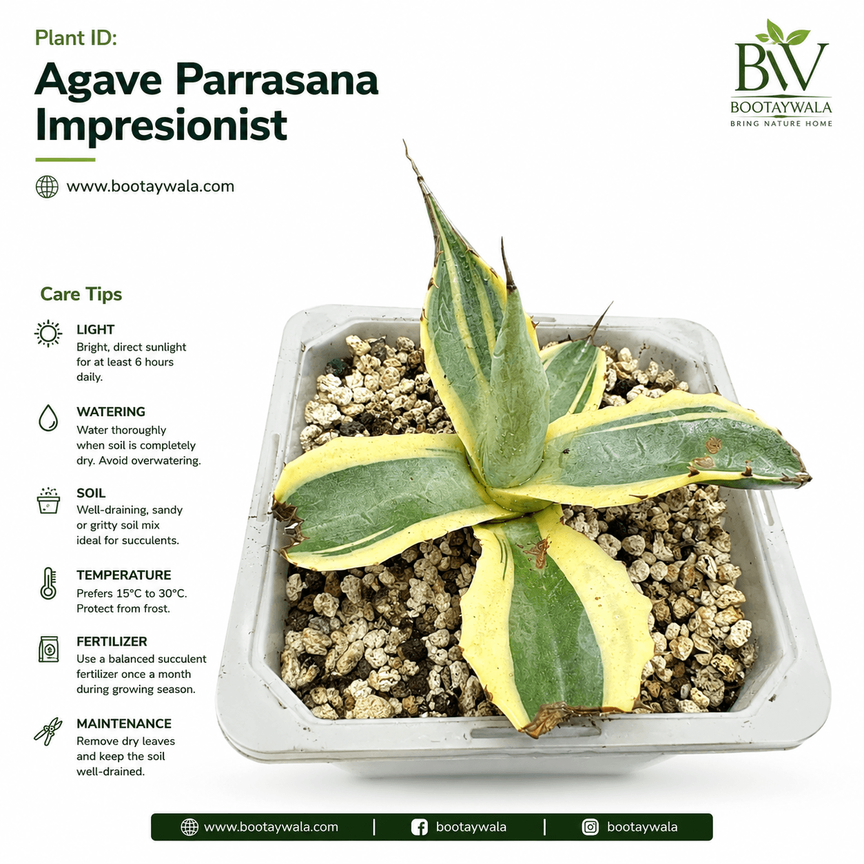Agave Parrasana Impressionist