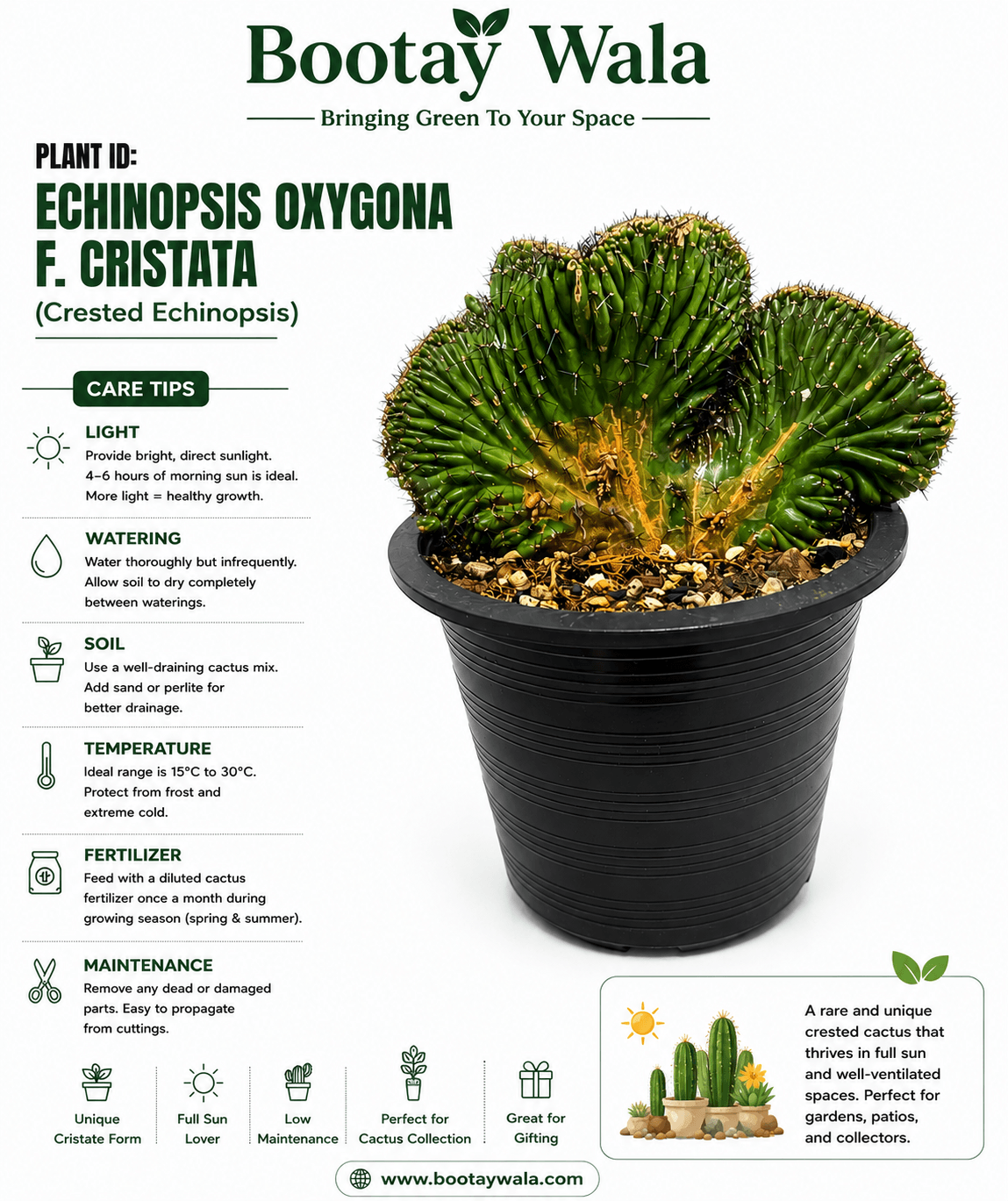 Echinopsis oxygona f. cristata  (Crested Echinopsis)