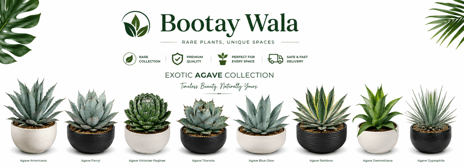 BOOTAY WALA promo
