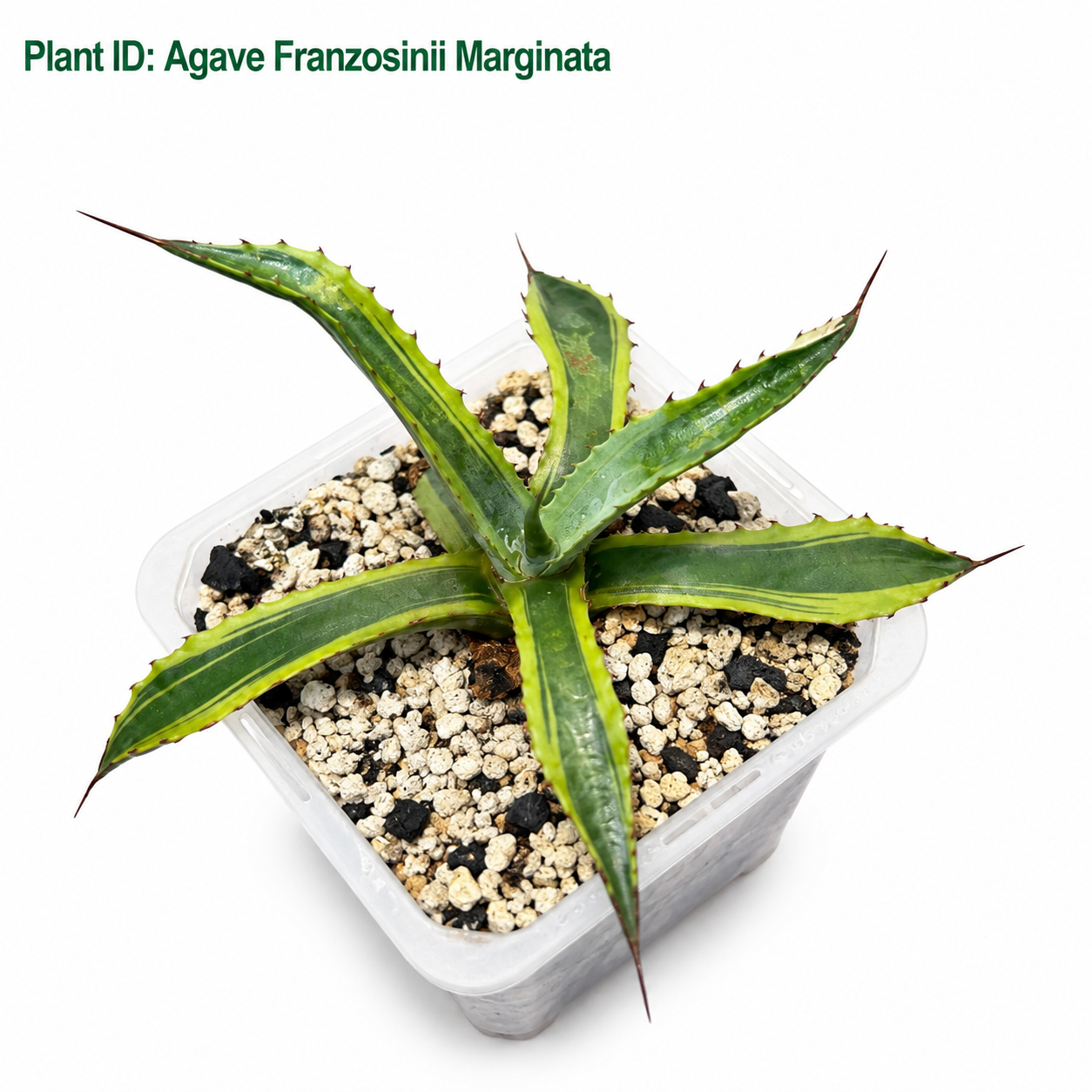 Agave Franzosinii Marginata
