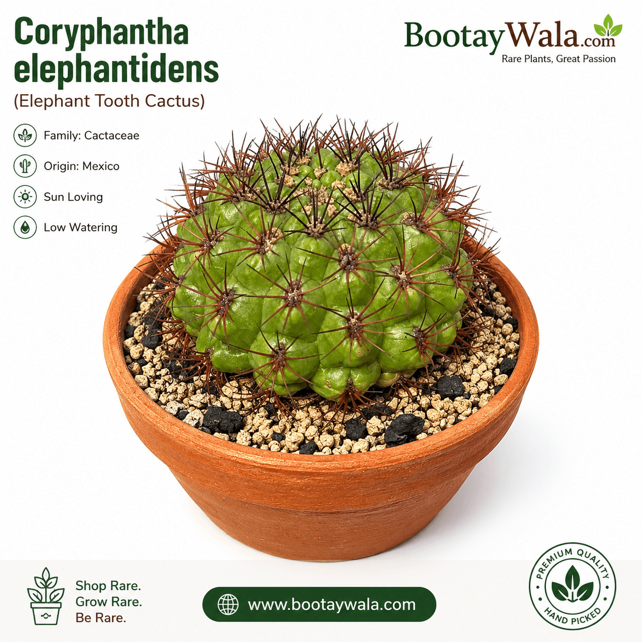 Coryphantha elephantidens (Elephant Tooth Cactus)