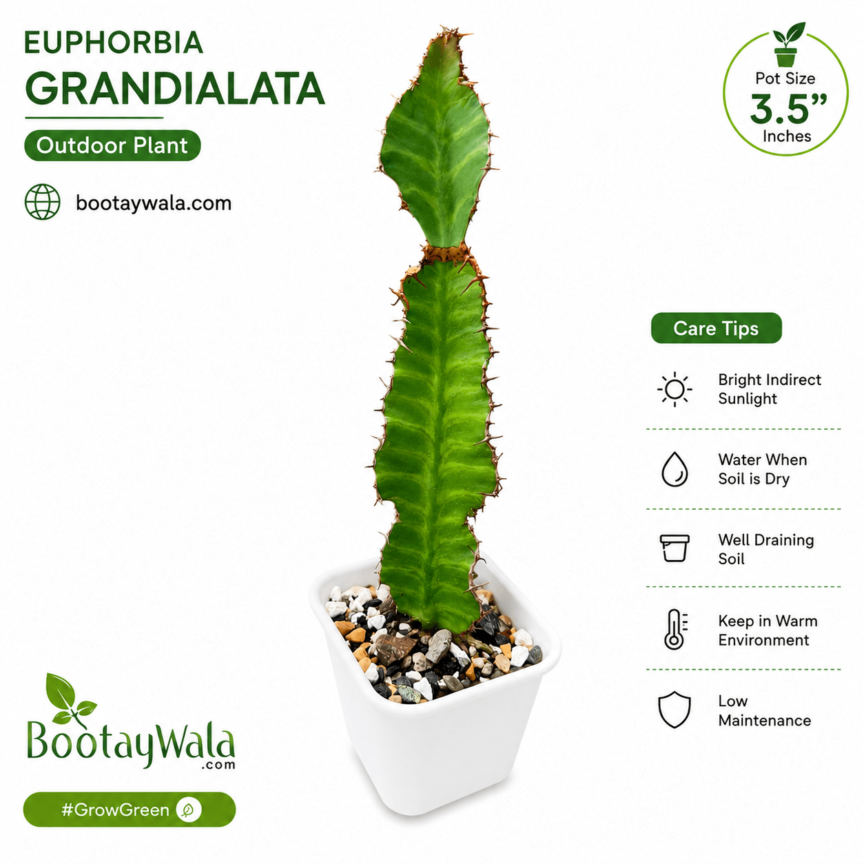 Euphorbia Grandialata
