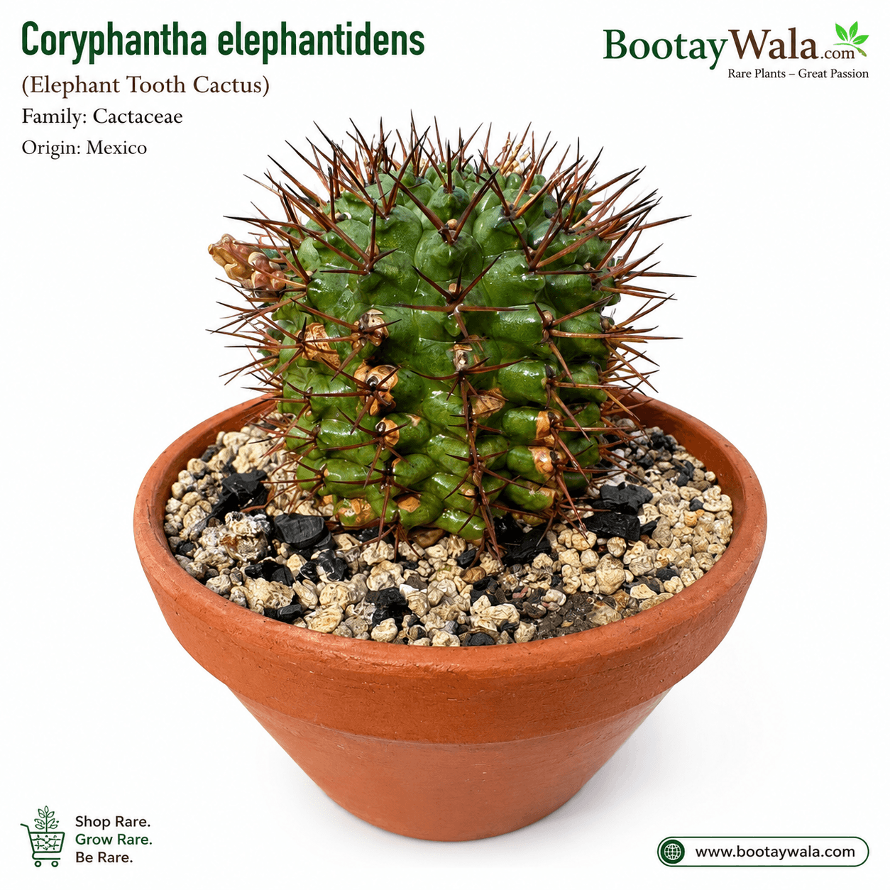Coryphantha elephantidens (Elephant Tooth Cactus)