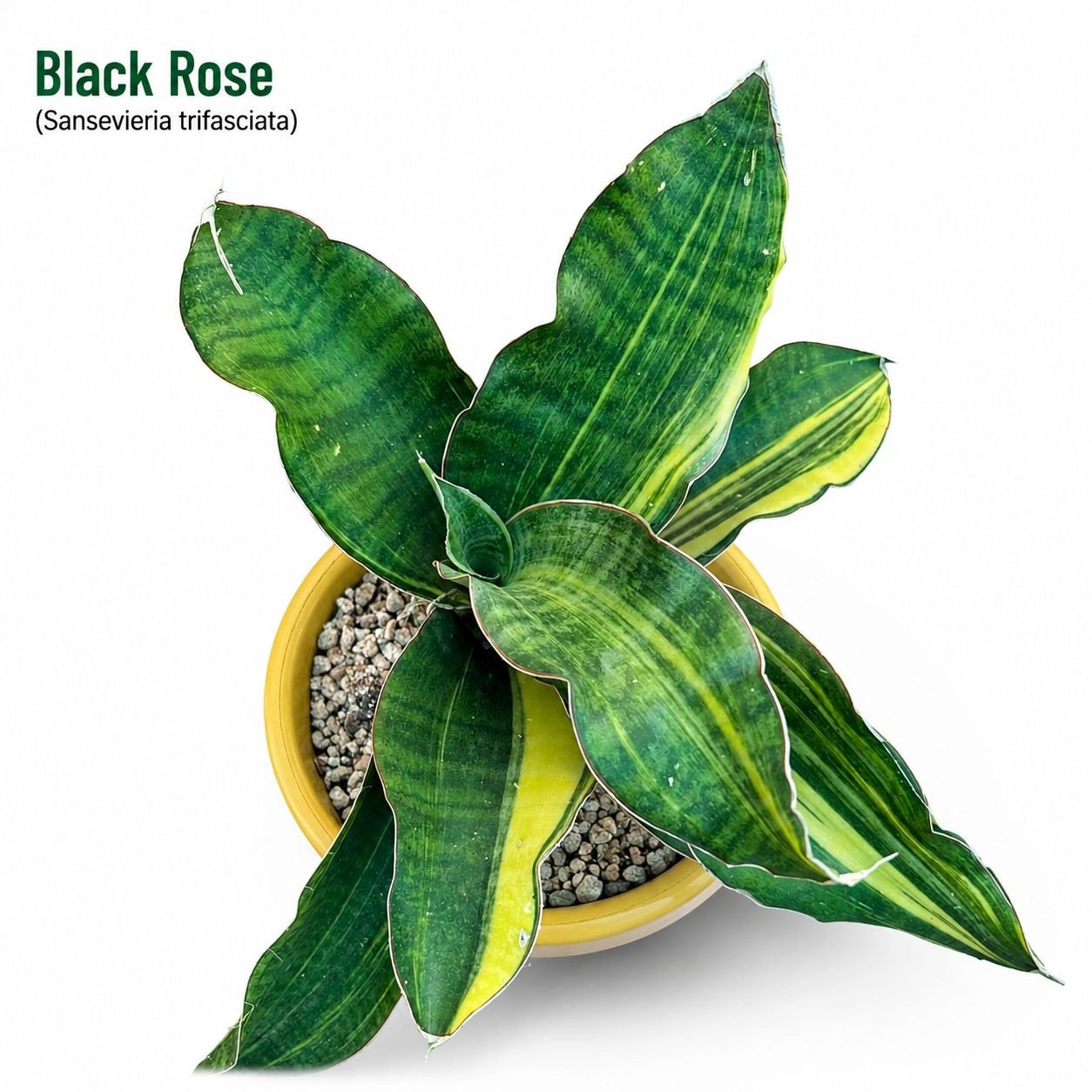 sansevieria Black Rose