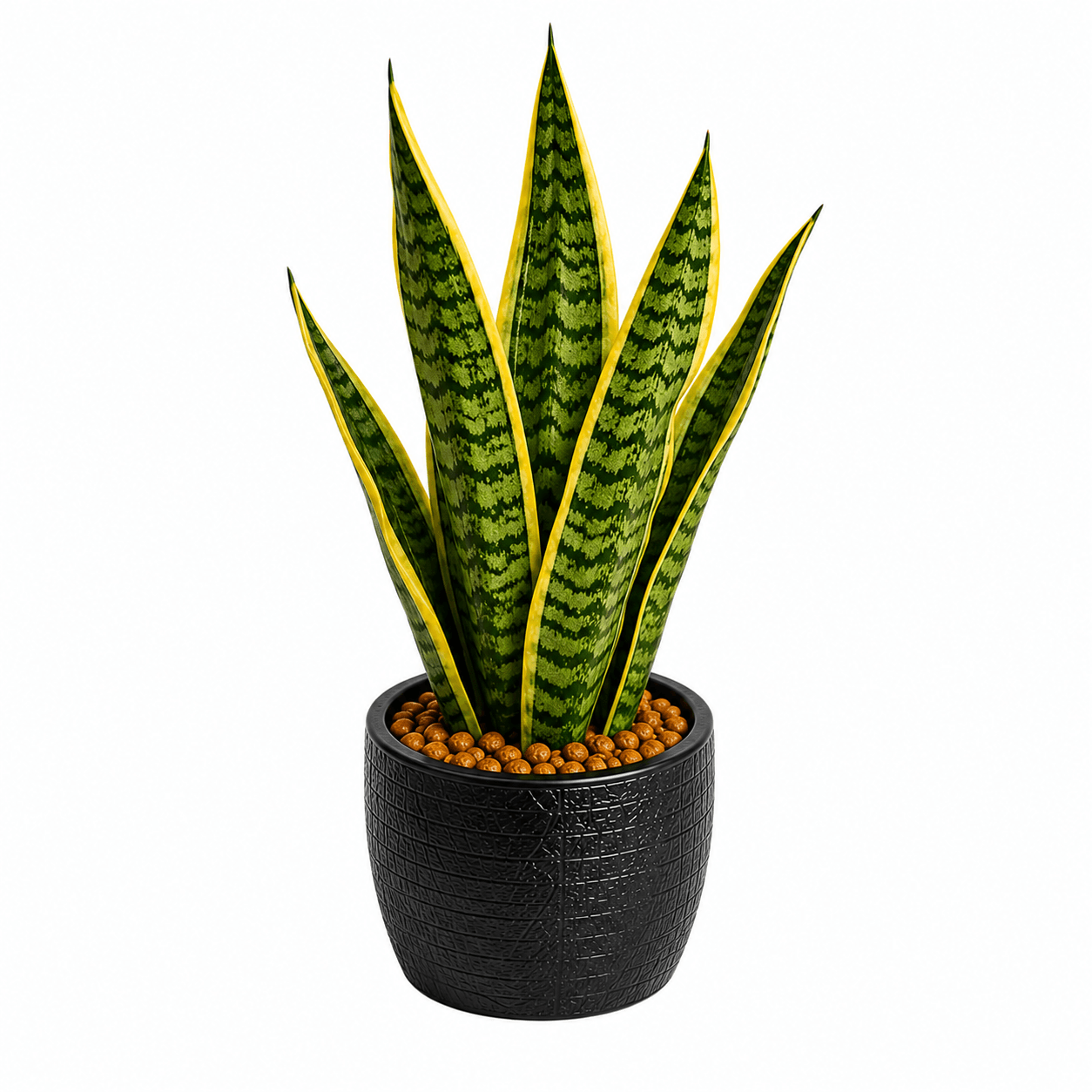 Sansevieria Plants