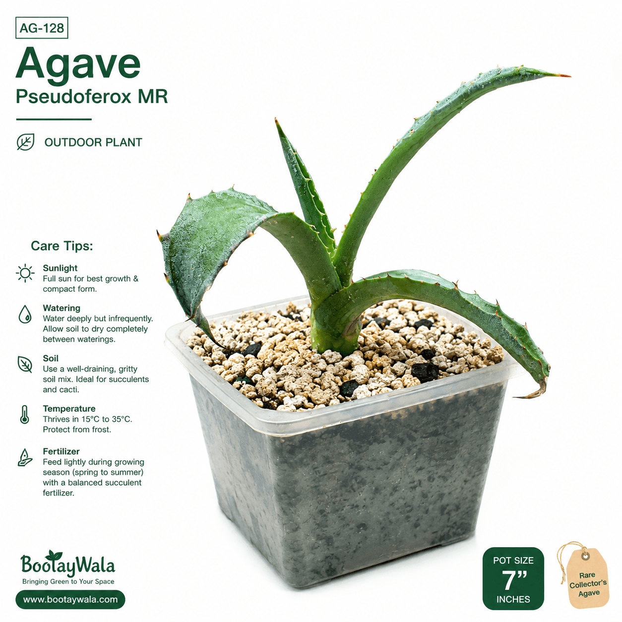 Agave Pseudoferox MR