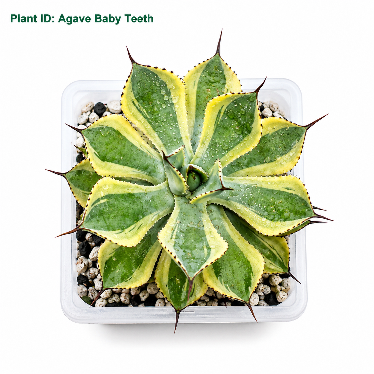 Agave Baby Teeth