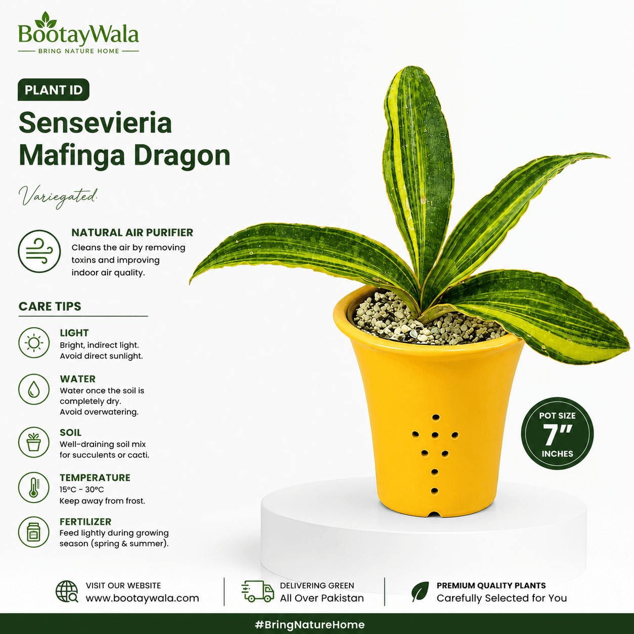 Sansevieria Mafinga Dragon