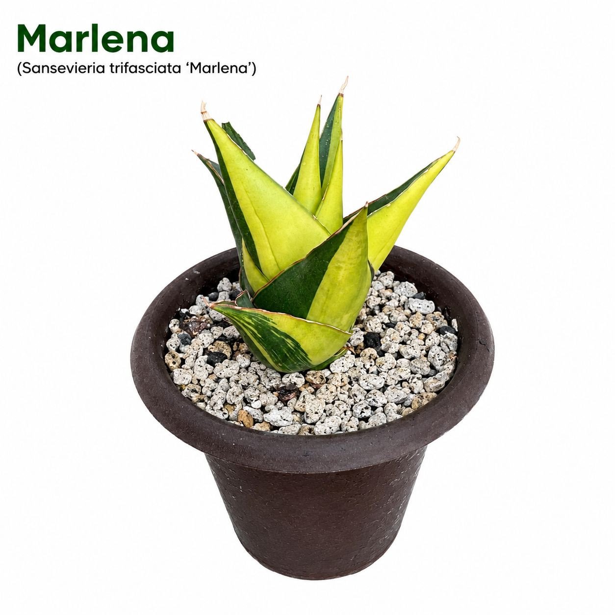 Marlena