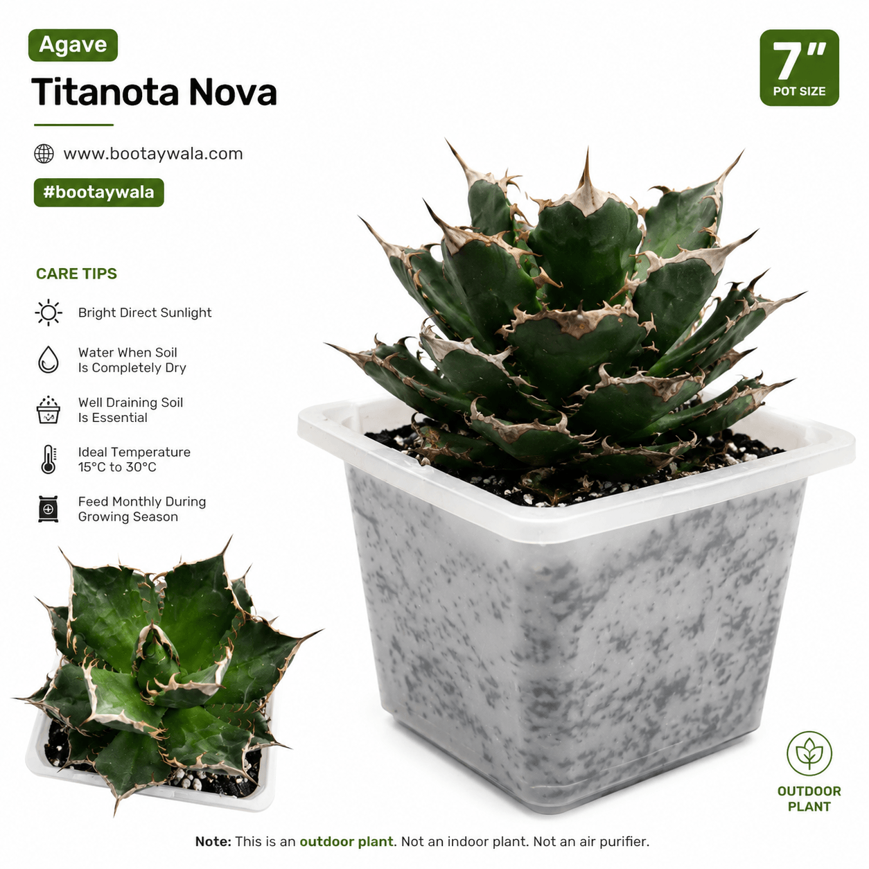 Agave Titanota Nova