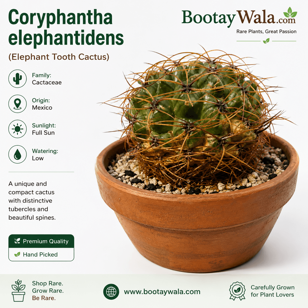 Coryphantha elephantidens (Elephant Tooth Cactus)