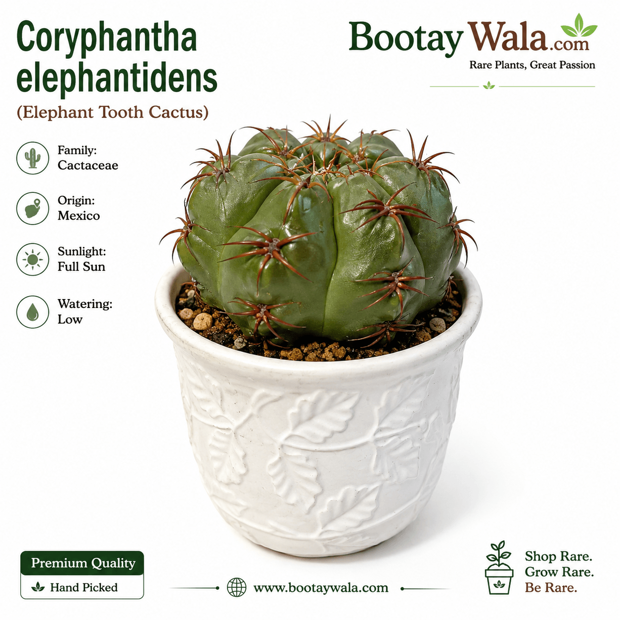 Coryphantha elephantidens (Elephant Tooth Cactus)