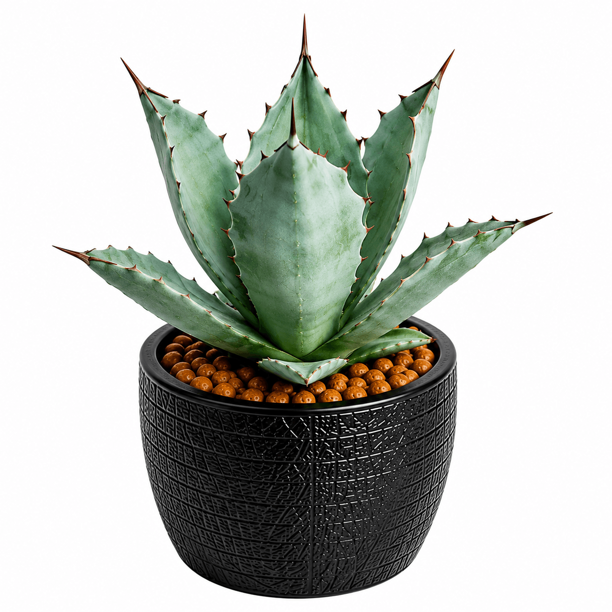 Agave Plants