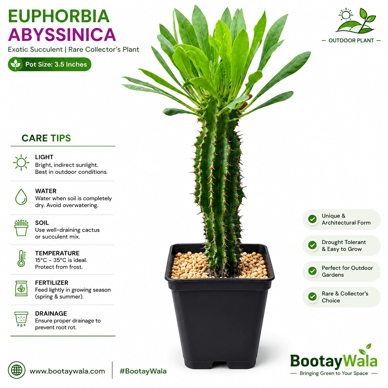 Euphorbia Abyssinica