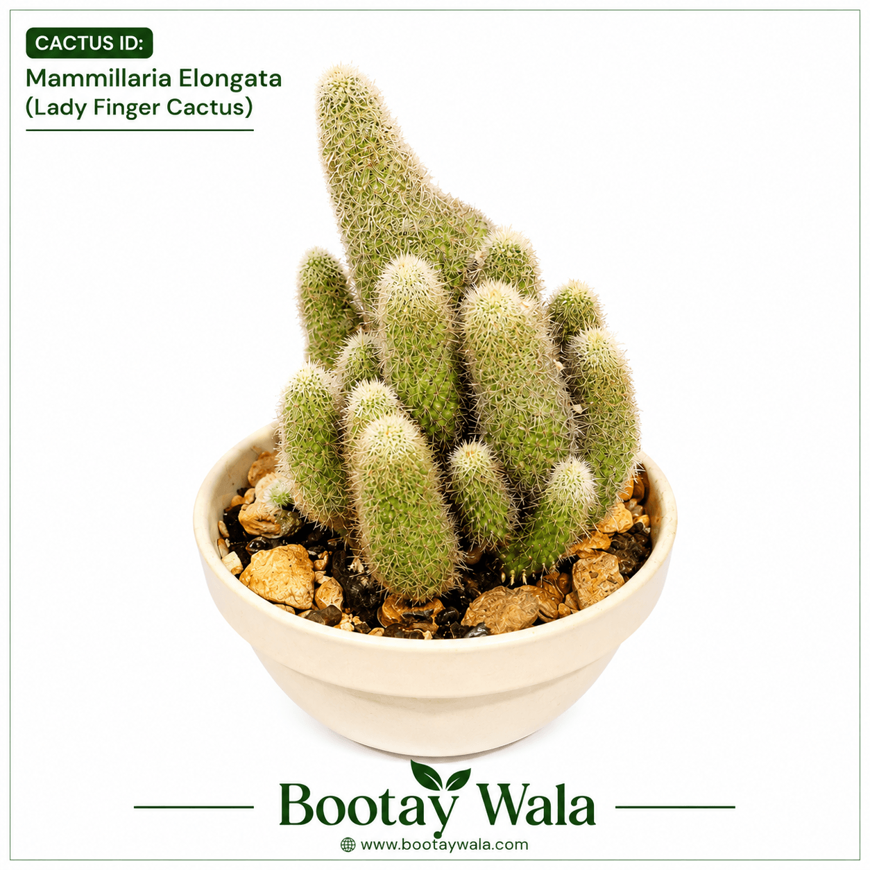 Mammlaria Elongata