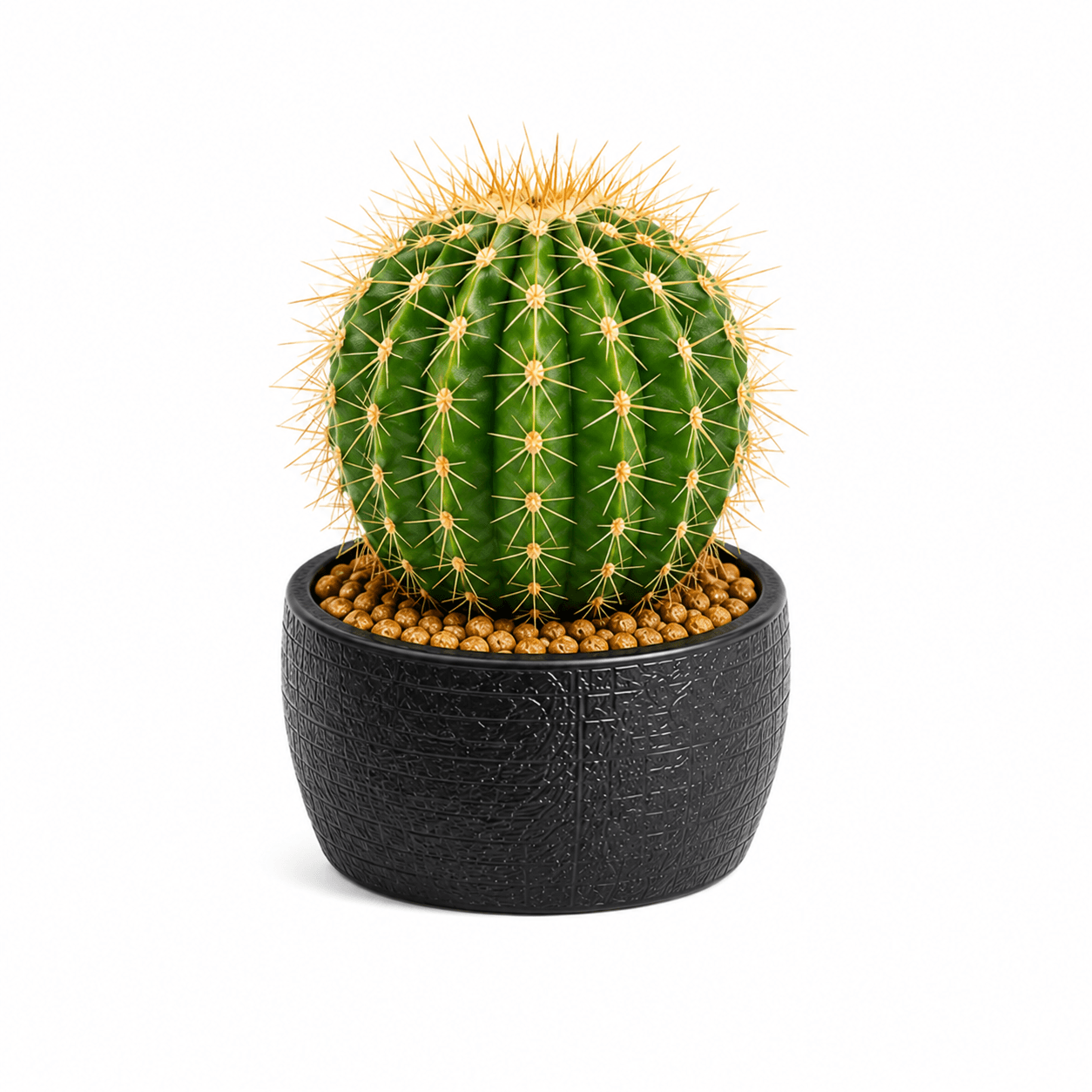 Cactus Plants