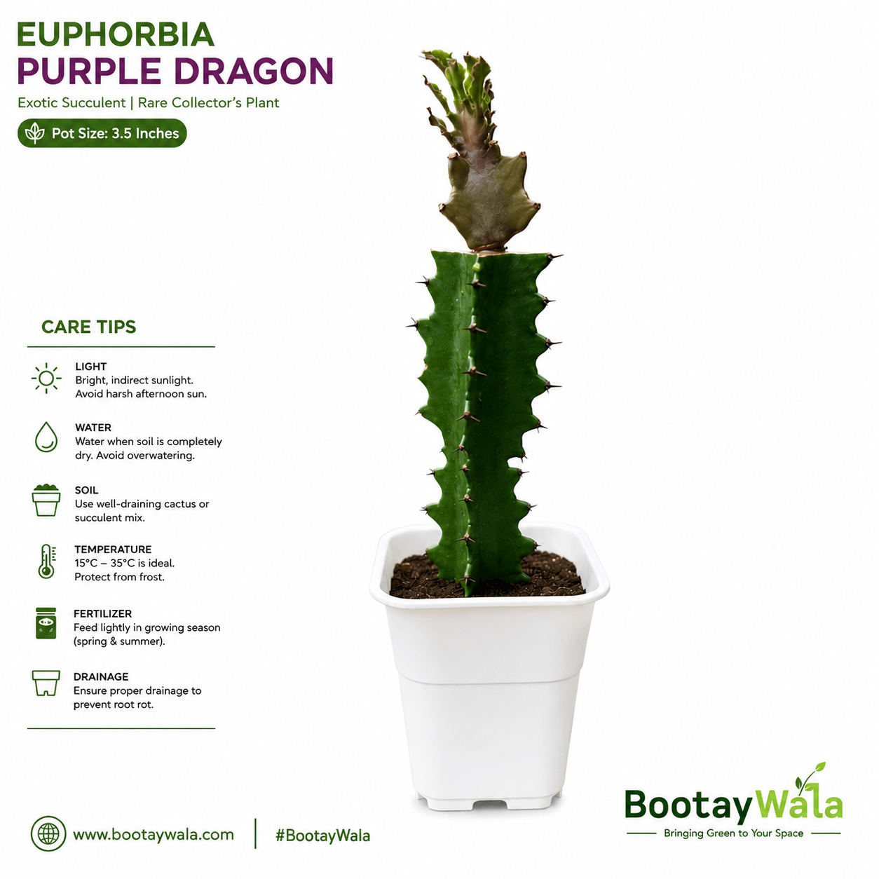 Euphorbia Purple Dragon
