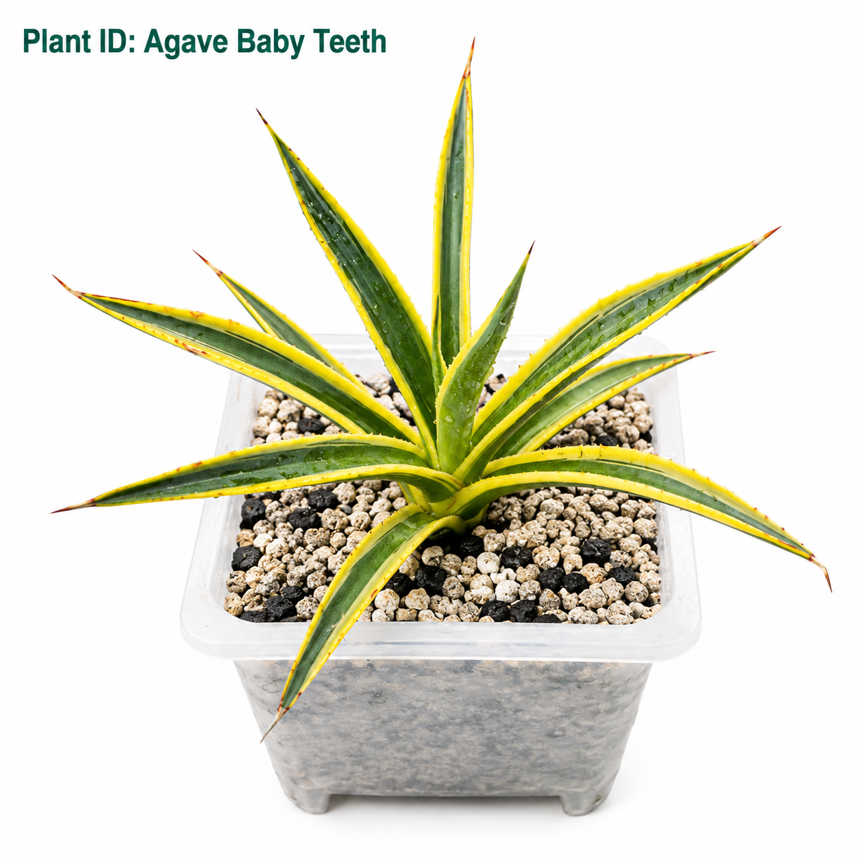 Agave Sun Glow