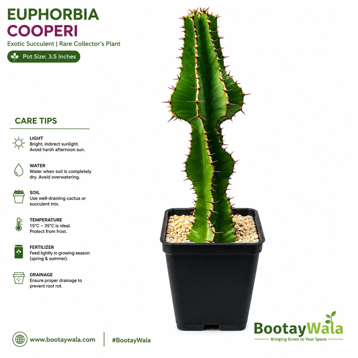 Euphorbia Cooperi