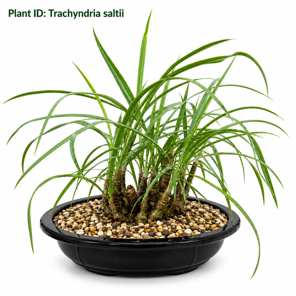 Trachyndria Saltii
