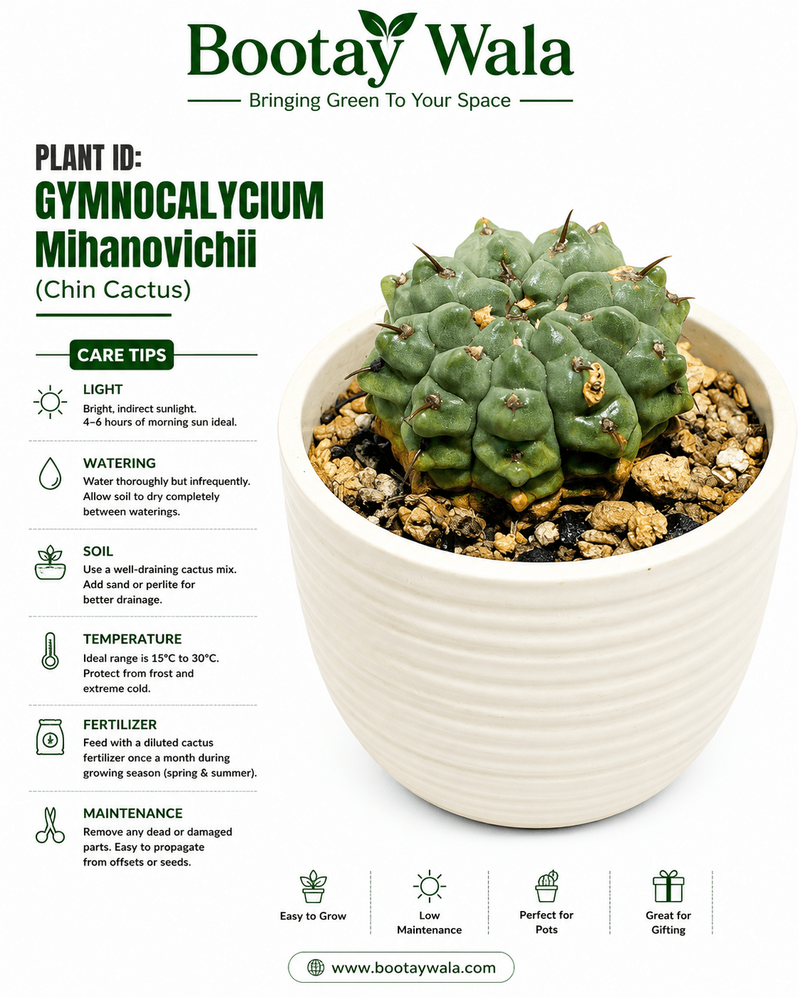 Gymnocalycium