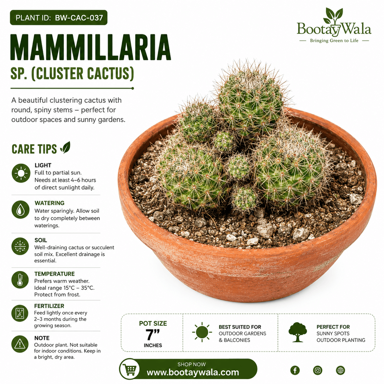 Mammillaria