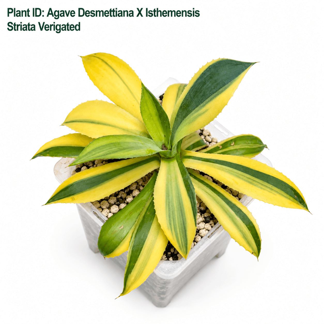 Agave Desmettiana X Isthmensis Striata Verigated