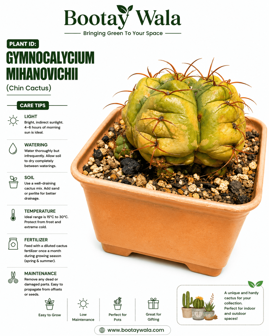 Gymnocalycium