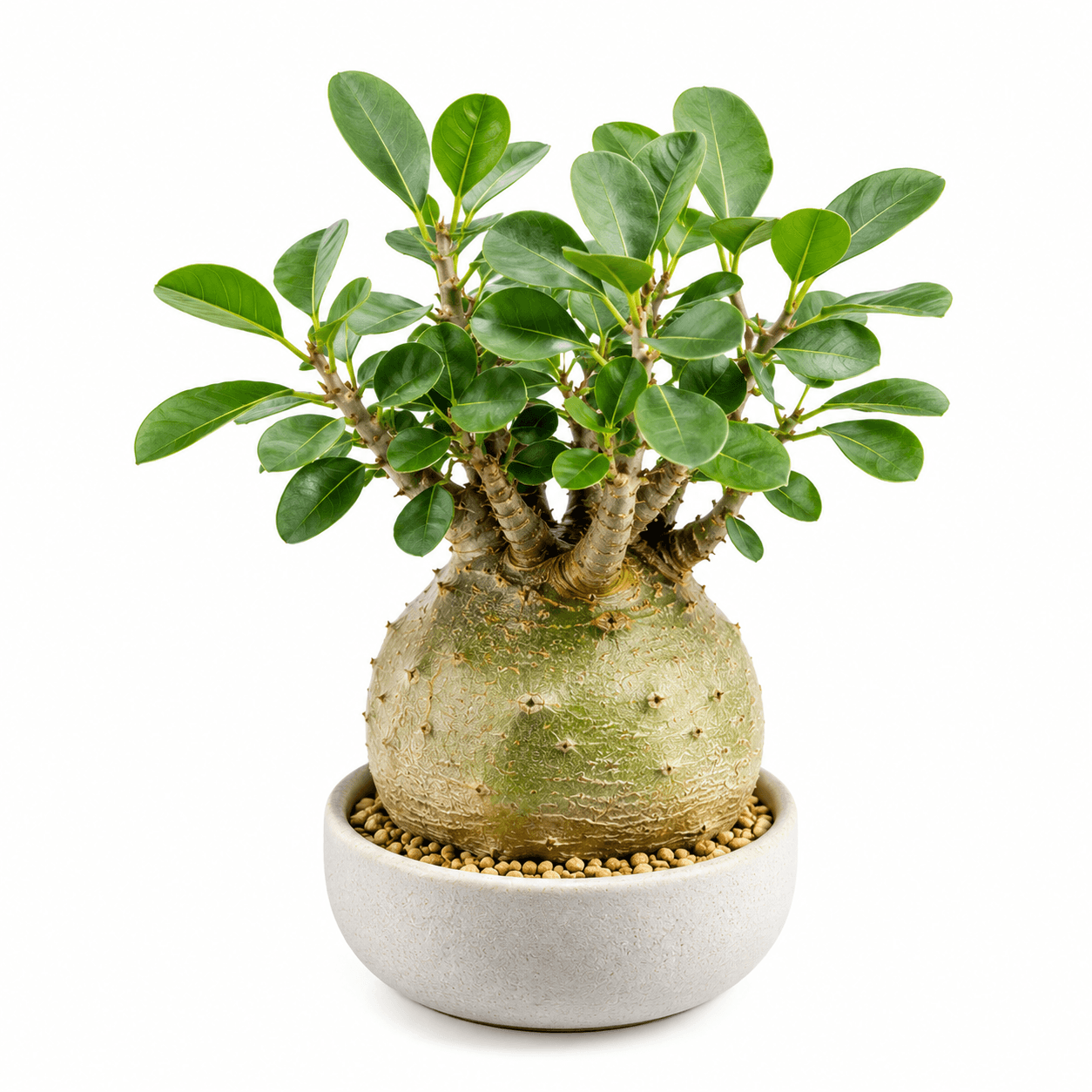 Caudex Plants